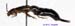 Forficula_tomis_1124 copy